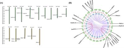 Genome-wide identification and analysis of the EIN3/EIL gene family in broomcorn millet (Panicum miliaceum L.)